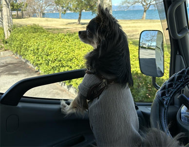 ペット(愛犬)連れで車中泊