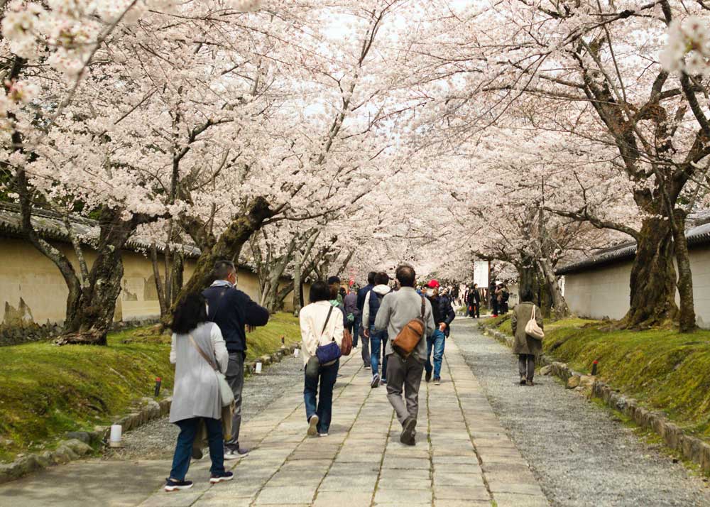 お花見ですることといえば?おすすめ楽しみ方を紹介