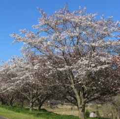 自然豊かな無料キャンプ場11選!琵琶湖・神奈川・茨城のおすすめを厳選