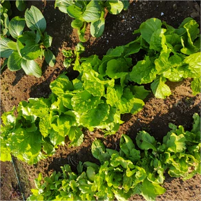 家庭菜園の台風対策7選!ビニールハウスの対策や必要なアイテムも紹介