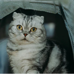 猫の防災グッズおすすめ17選!快適に過ごすためのアイテムを紹介