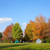 紅葉が綺麗な全国キャンプ場9選!秋キャンプの魅力やおすすめの道具も紹介