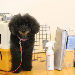 ペットのおすすめ防災グッズ9選!災害時の危険や事前に取るペット防災対策も詳しく解説