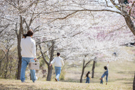 2026年の桜開花・満開予想｜全国お花見スポット10選