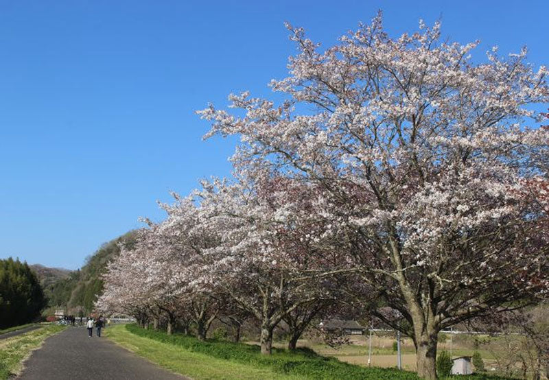 自然豊かな無料キャンプ場11選！琵琶湖・神奈川・茨城のおすすめを厳選