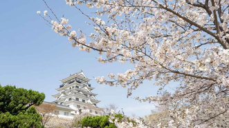広島県の桜・お花見スポット2026｜開花予想と快適に過ごすポイント