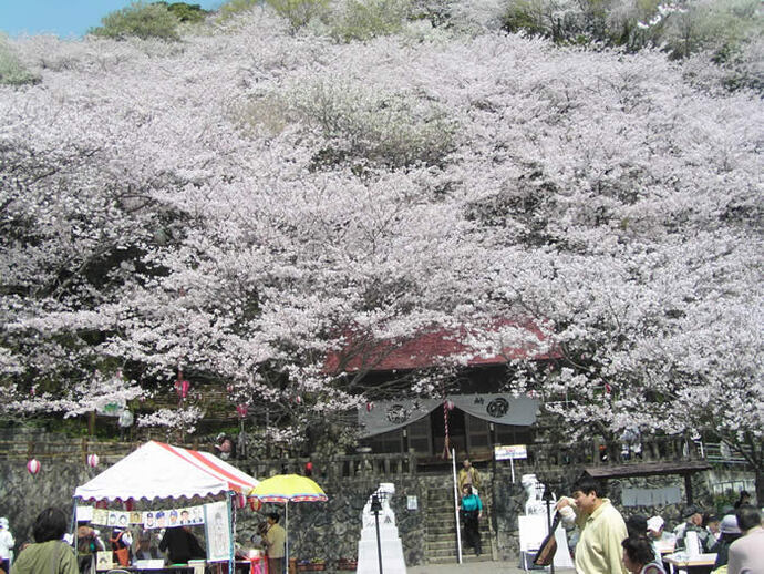 静岡でおすすめの花見スポット16選！桜の名所・屋台あり・穴場も厳選