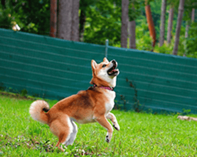 【全国】ペット可のバンガロー付きキャンプ場10選！ペット同伴の注意点や持ち物も解説