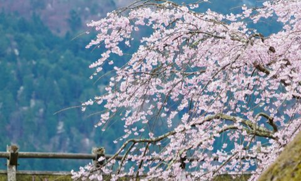 関西のお花見スポット2026｜開花予想と桜の絶景名所・穴場16選