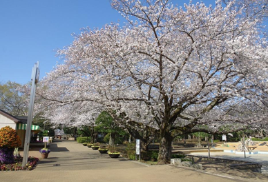 千葉のお花見おすすめスポット13選！定番・穴場・早咲きスポットまとめ
