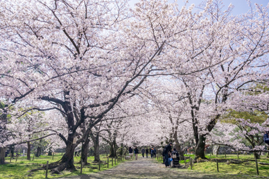 福岡でお花見ができるバーベキュー場15選！福岡市内の穴場スポットも厳選