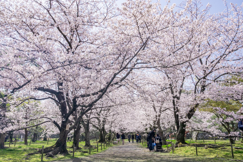 福岡でお花見ができるバーベキュー場15選！福岡市内の穴場スポットも厳選