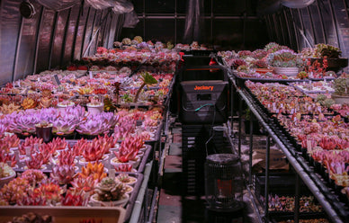 多肉植物の冬越しを完全攻略！冬の育て方・寒さに強い種類・対策グッズまとめ