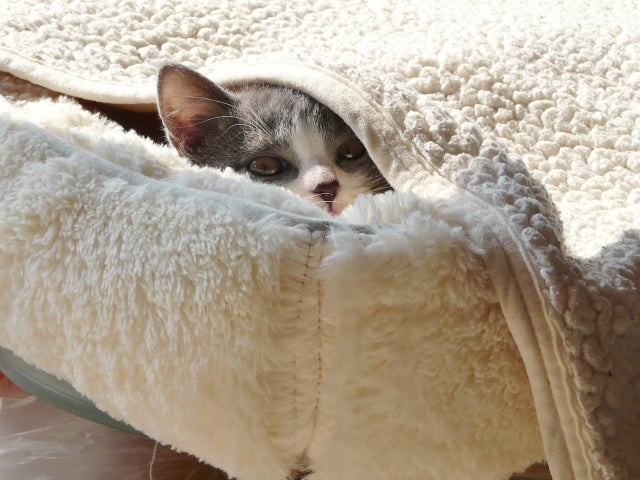 猫の寒さ対策はどうする？留守番・夜間に気を付けるべき注意点や防寒