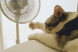 真夏の停電で猫を守るには？リスクと今からできる備えを解説