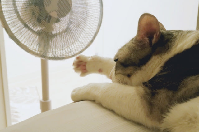 真夏の停電で猫を守るには？リスクと今からできる備えを解説