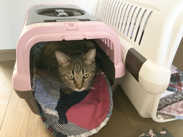 猫の防災グッズは何が必要？リュックに入れるべき必需品リスト