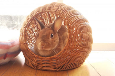 100均アイテムを使って、うさぎの寒さ対策！冬もエアコンなしで大丈夫？