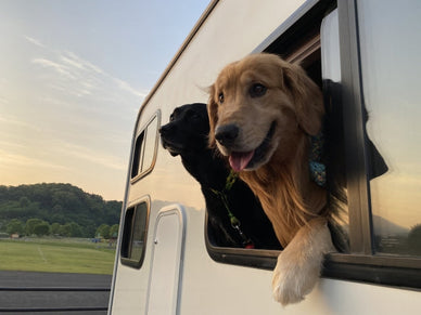キャンピングカーで愛犬と旅行！犬仕様の車に必要な装備やトイレ・ケージ事情も解説