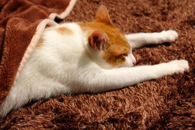 猫の寒さ対策におすすめな100均アイテム10選｜併用すべきグッズも紹介