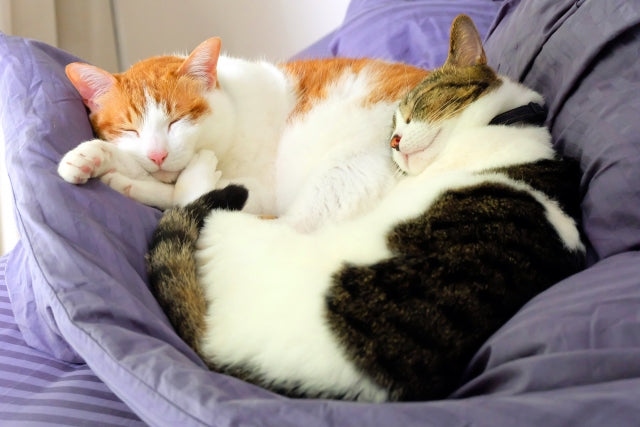 愛猫の寒さ対策は大丈夫？電源なしでも暖かい環境をつくる方法と便利アイテム