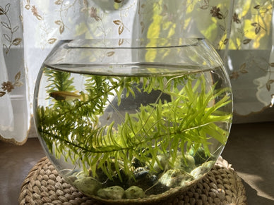 【地震対策】水槽から水がこぼれない9つの方法とおすすめグッズを紹介