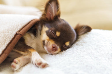 チワワは冬に弱い？寝るとき寒いとどうなる？室温の目安と防寒対策