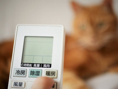 冬の猫に暖房はいらない？おすすめ暖房アイテム5選