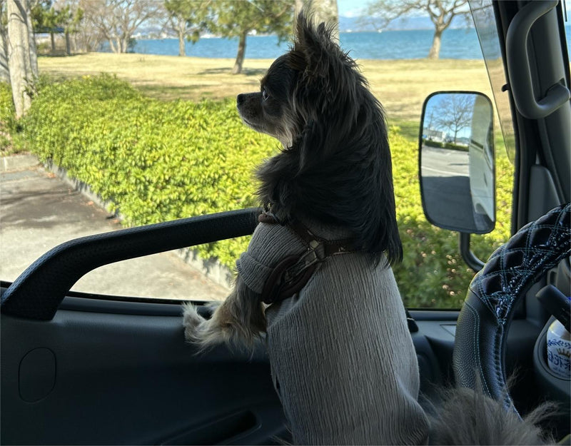 ペット(愛犬)連れで車中泊