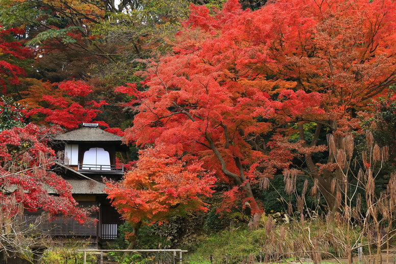 紅葉ドライブおすすめ11選！関東・関西・東海の名所とモデルコースも解説