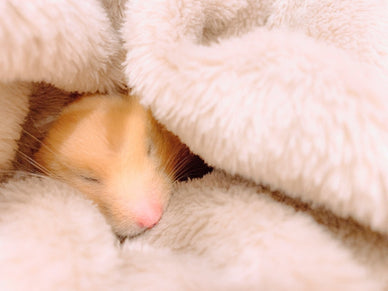 ハムスターの冬対策はこれで安心！寒さ対策グッズと快適な冬の過ごし方