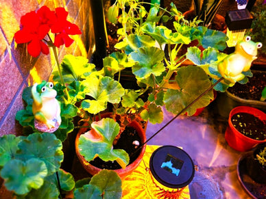 植物育成ライトと普通のLEDライトとの違いは？選び方5つのポイント