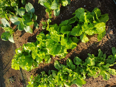 家庭菜園の台風対策7選！ビニールハウスの対策や必要なアイテムも紹介