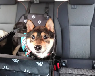 犬連れの夏の車中泊は暑さ対策がすべて！車内の温度を下げるにはどうする？
