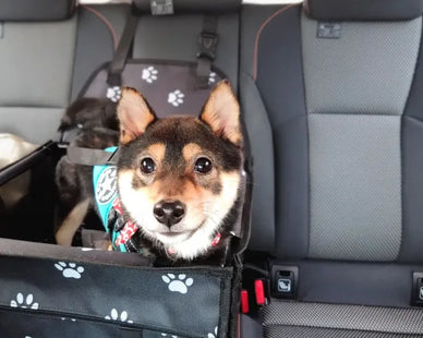 犬連れの夏の車中泊は暑さ対策がすべて！車内の温度を下げるにはどうする？