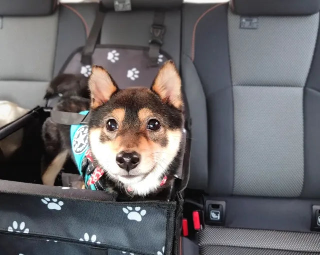 犬連れの夏の車中泊は暑さ対策がすべて！車内の温度を下げるにはどうする？