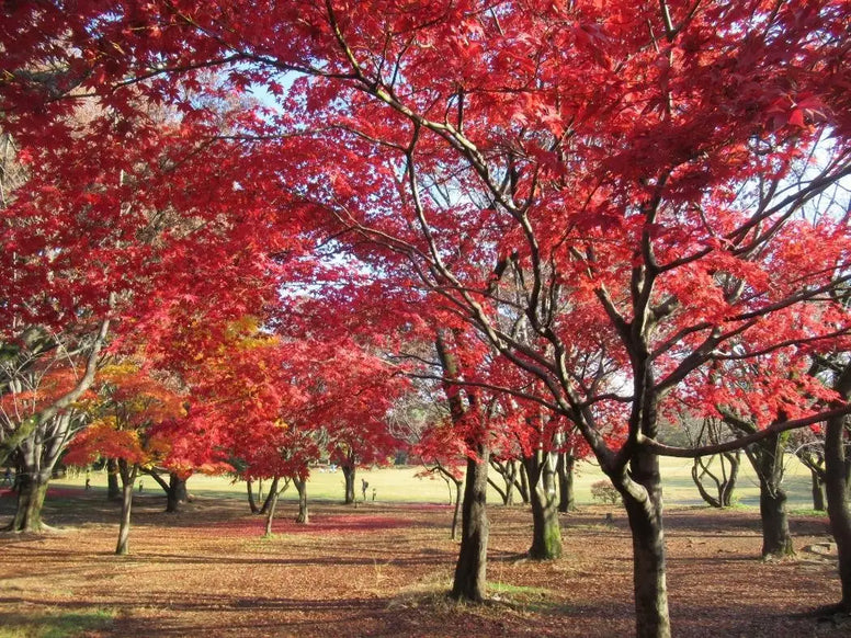 【兵庫】紅葉ドライブおすすめ15選！穴場・名所・寺の見頃別に厳選