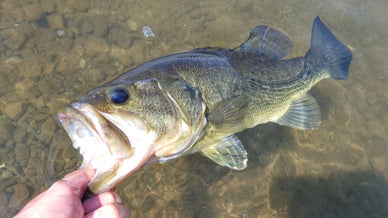 冬のバス釣り完全ガイド！冬バスが釣れるポイントとおすすめルアーを紹介