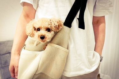 避難所のペット受け入れ可否とは？迷惑にならないための対策や必要なものも紹介