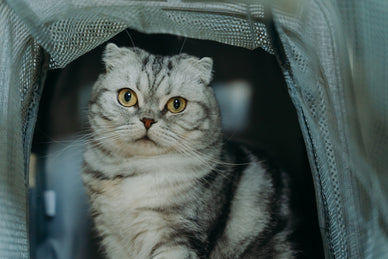 猫の防災グッズおすすめ17選！快適に過ごすためのアイテムを紹介