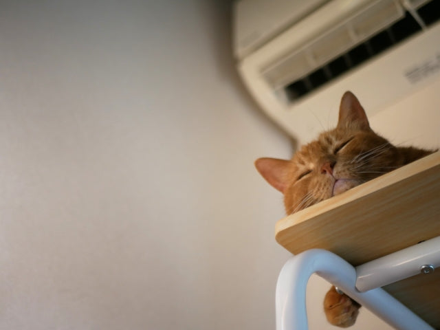 猫の暑さ対策まとめ｜おすすめグッズとエアコンなし・外猫などシーン別の対策