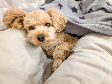 犬の寒さ対策完全攻略ガイド！室内・外出時の防寒術から注意点まで徹底解説