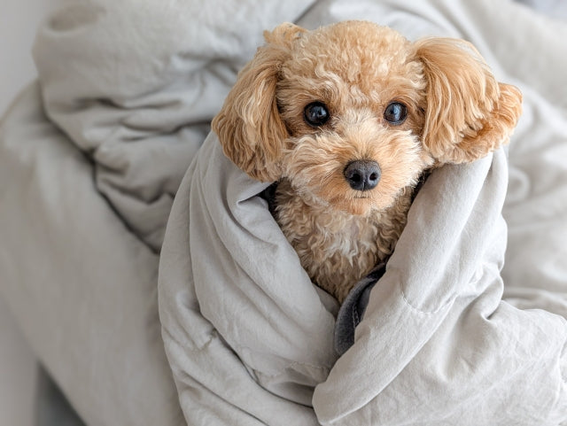 【最新版】犬の冬用ベッドおすすめ10選！選び方のポイントも解説