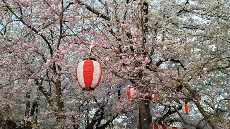 【2025年】神奈川の桜祭り11選！屋台・出店・ライトアップありも厳選