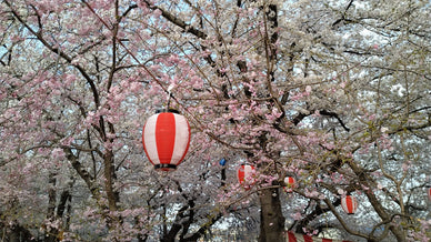 【2025年】神奈川の桜祭り11選！屋台・出店・ライトアップありも厳選