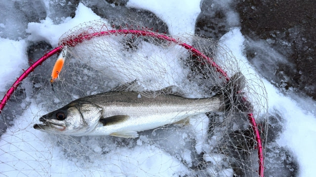 雪の日でも海釣りはできる？釣果に与える影響や釣れる魚種・注意点も解説