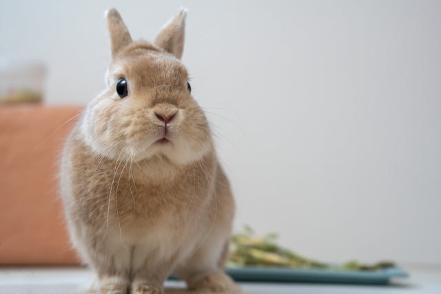うさぎの暑さ対策グッズ10選｜ケージのひんやりアイテムと暑い時のサイン