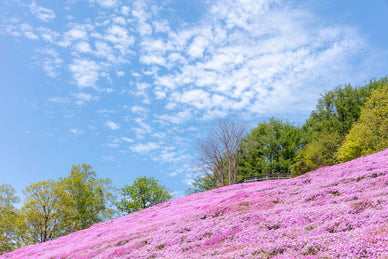 【北海道】ゴールデンウィーク（GW）のおすすめスポット