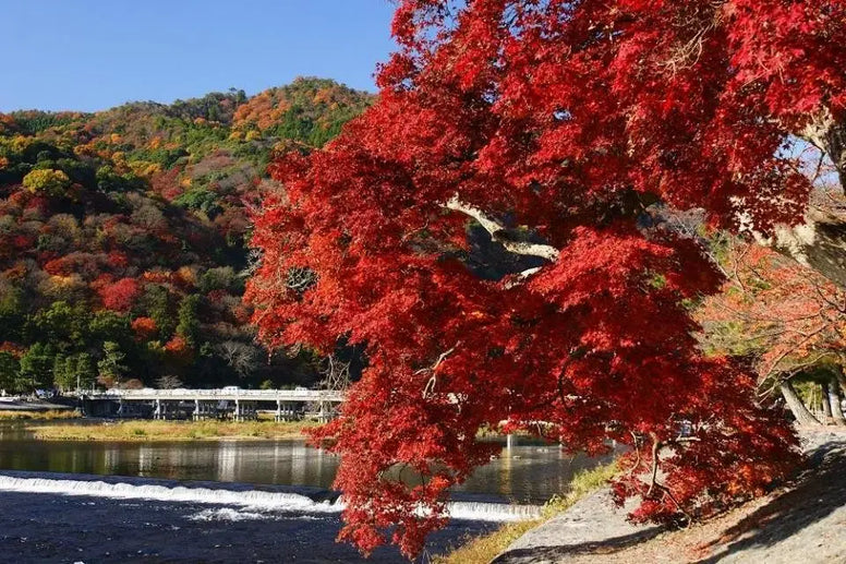 12月の紅葉の名所12選！京都・九州・関東の上旬と中旬の見頃を紹介