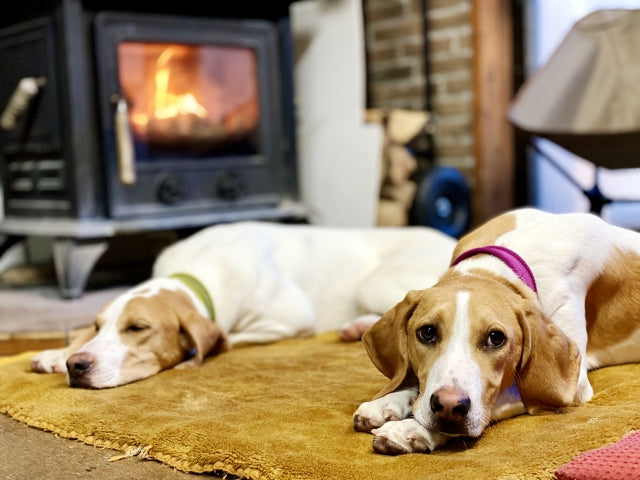 犬は冬暖房なしでも平気？おすすめな暖房器具も紹介